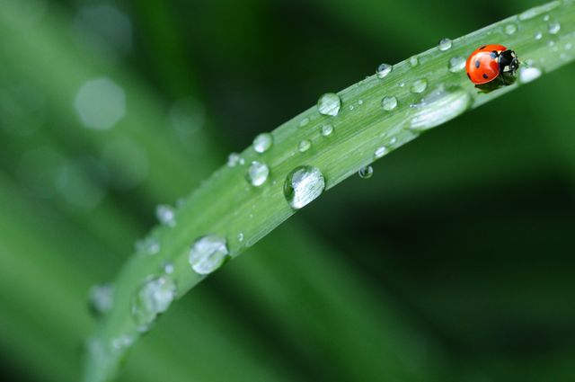 Bright red ladybug crawling on fresh, dewy green grass blade. Perfect for nature websites, gardening blogs, eco-friendly campaigns, and educational resources on insects. Ideal for background images and environmental themes promoting the beauty of wildlife and natural freshness.