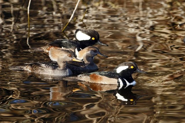 CAPE CANAVERAL, Fla. –  Hooded Merganser ducks swim on a pond in the Merritt island National Wildlife Refuge, which borders NASA's Kennedy Space Center in Florida.  Their habitat includes wooded ponds, lakes and rivers.  They are most often seen along rivers and estuaries during the fall and winter.  They feed chiefly on small fish, which they pursue in long, rapid, underwater dives, and also frogs and aquatic insects. The center shares a boundary with the refuge that includes salt-water estuaries, brackish marshes, hardwood hammocks and pine flatwoods.  The diverse landscape provides habitat for more than 310 species of birds, 25 mammals, 117 fishes and 65 amphibians and reptiles.   Photo credit: NASA/Jim Grossmann