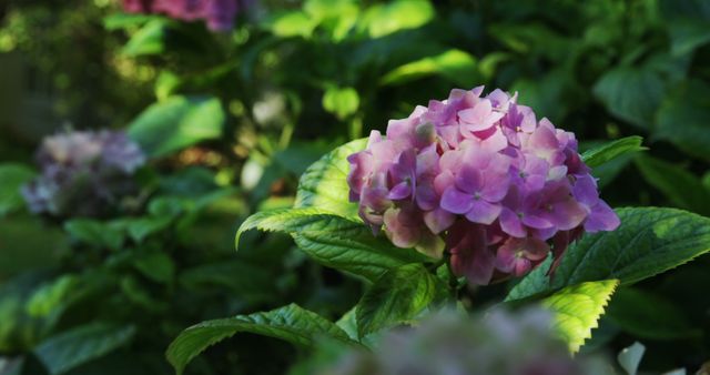 A vibrant hydrangea blooms with a delicate pink hue amidst lush green foliage, with copy space. Its blossoms add a touch of natural beauty and serenity to the garden setting.