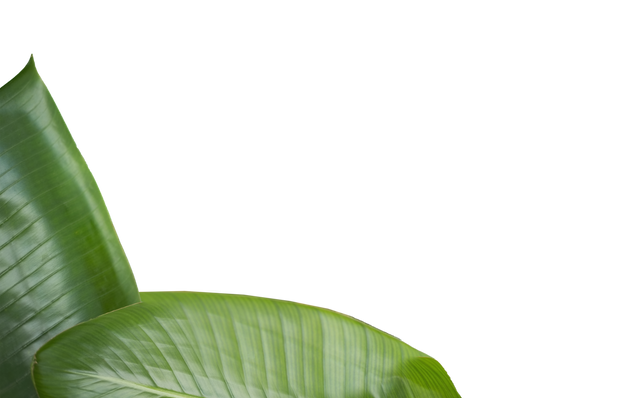 Tropical Green Leaves On Transparent Background Isolated PNG Vector - Download Free Stock Videos Pikwizard.com