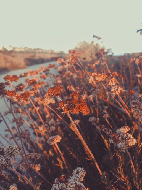 Field of dry wildflowers illuminated by warm sunset light creates a peaceful, autumnal atmosphere. Ideal for use in nature, seasonal, or background themes.