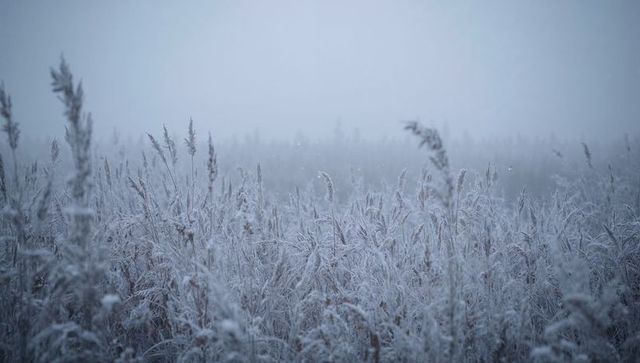 Shimmering frost-coated grasses and reeds stretching through misty marshland at sunrise