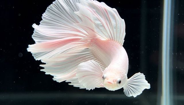 Pale pink halfmoon betta fish swimming with flowing fins in clear glass aquarium