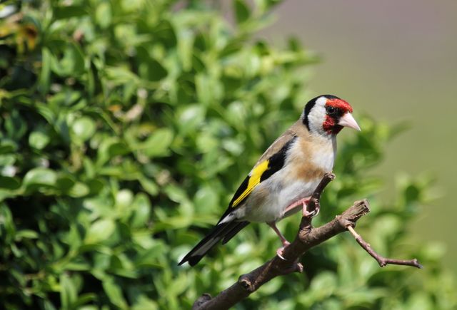 European Goldfinch Perched on Tree Branch with Lush Green Background - Download Free Stock Photos Pikwizard.com