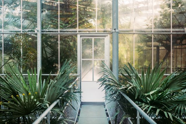 This green and inviting greenhouse entrance features large glass walls and tropical plants, beautifully illuminated by sunlight. It is an ideal photo for folks interested in themes of gardening, horticulture, agriculture, green living, sustainable gardening, or botanical gardens. Suitable for websites and articles on indoor gardening, nature preservation, climate-controlled environments, and tropical plant collections.