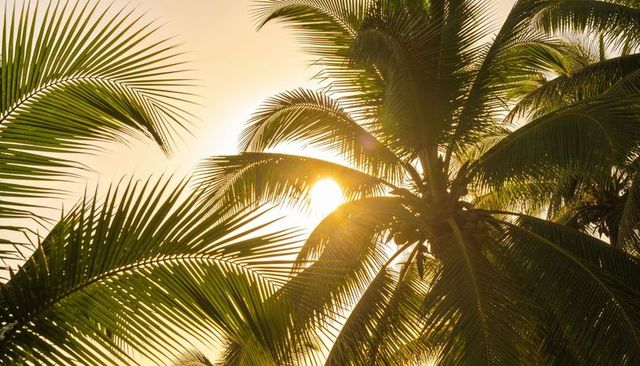 Coconut palm fronds backlighting sunlight during golden hour at tropical beach