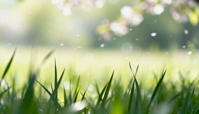 Dewy grass close-up with drifting blossom petals and soft bokeh sunlit spring morning