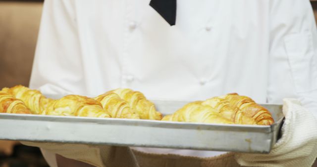 Baker holding tray with multiple freshly baked croissants, showcasing baked goods. Suitable for use in culinary blogs, bakery advertisements, cooking tutorials, and cafes promotional materials.