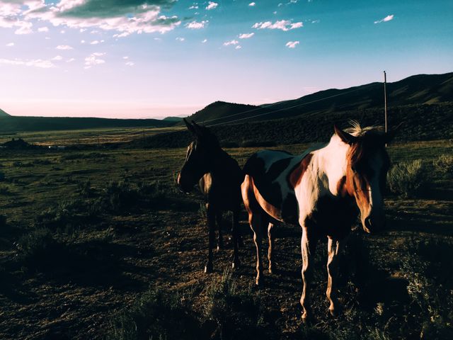 Two horses standing together in a picturesque mountain meadow during sunset, creating a tranquil and natural scene. Ideal for use in wildlife conservation materials, travel brochures, or nature-related blog posts to emphasize themes of freedom and serenity.