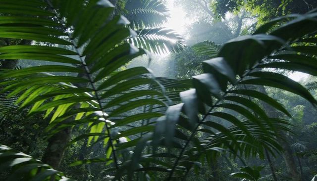 Pinnate palm fronds catching sunbeams in misty rainforest understory, lush foliage