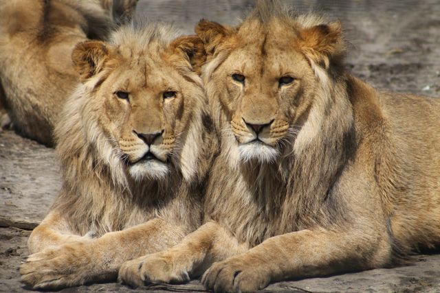 Two lions are resting close to each other, looking calm and serene in their natural habitat. The image exudes strength and royalty, making it ideal for promoting wildlife conservation, adventure travel, safaris, or educational materials about animals.