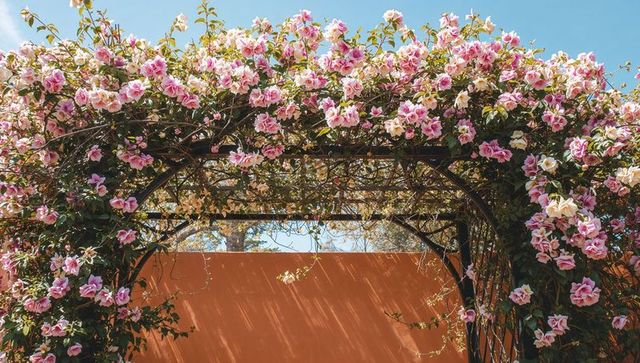 Sunlit wrought-iron garden arch blooming with climbing pink flowers above terracotta wall