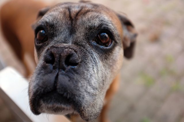 Close-up of elderly boxer dog with expressive, soulful eyes. Visible white fur around the muzzle illustrates the dog's age. Ideal for articles, blog posts, or campaigns focusing on pet care, aging pets, or animal companionship. Suitable for use in veterinary content and advertising for pet-related products.