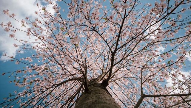Upward view of cherry blossom canopy reaching skyward with soft pink blooms and blue spring sky
