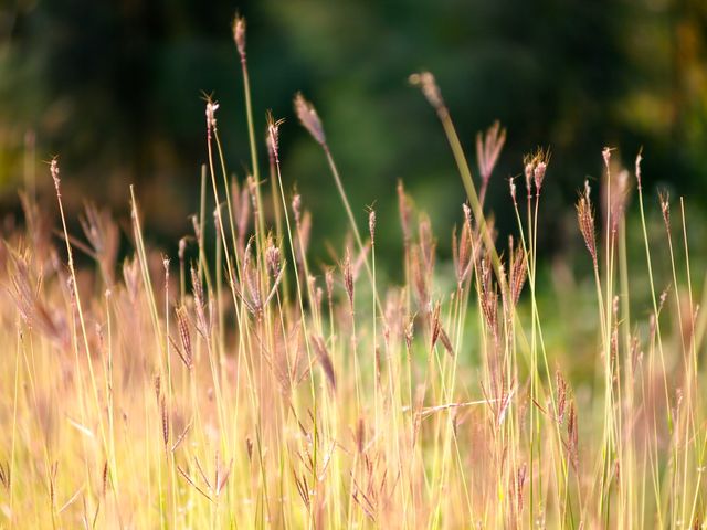 This image showcases a tranquil meadow filled with golden grass blades illuminated by warm sunlight against a green blurred background. It evokes a sense of calmness and the beauty of nature. Suitable for use in nature-related publications, wellness blogs, relaxation advertisements, and illustrating concepts related to tranquility and outdoors.
