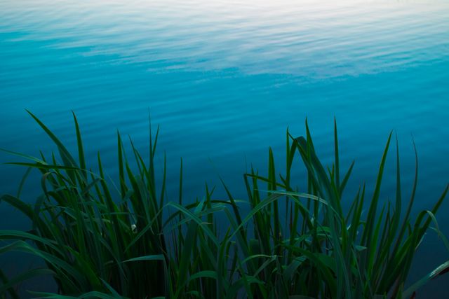 Calm water near lake shore with reeds at sunset creates relaxing atmosphere. Perfect for relaxation concepts, nature promotions, backgrounds for meditation apps, peaceful scene blog posts, or desktop wallpapers to induce calm.