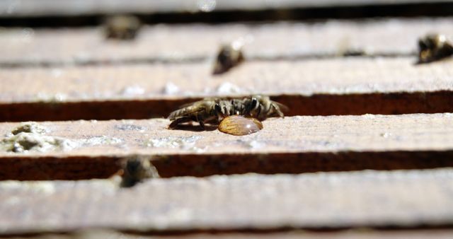 Wasp Resting on Wooden Surface in Sunlight - Download Free Stock Images Pikwizard.com