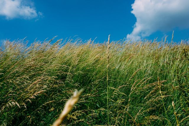 Tall grass blowing in the wind under a bright blue sky with a few scattered clouds. This image conveys peace, nature, and the refreshing feel of the outdoors. Ideal for promoting relaxation, outdoor activities, environmental themes, or background use for websites related to nature or wellness.