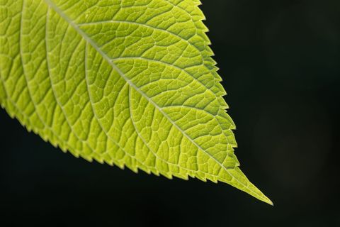 Close-up of sunlit green birch leaf with detailed veins