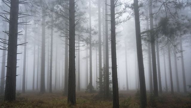 Misty Pine Woodland with Tall Vertical Trunks, Saplings and Ferns Creating Calm