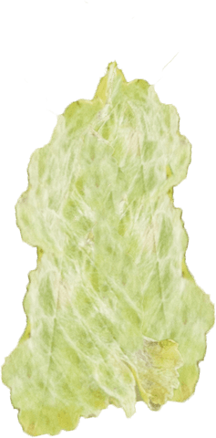 transparent leafy textured shape for design projects - Download Free Stock Videos Pikwizard.com
