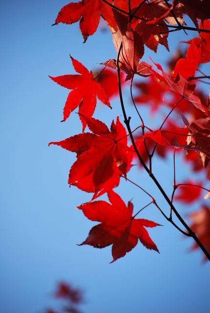 This vibrant image of bright red maple leaves set against a clear blue sky perfectly captures the essence of autumn. It can be used for seasonal promotions, nature-related content, backgrounds, or thematic blog posts about fall and its beauty. The contrasting colors highlight the splendor of fall foliage.