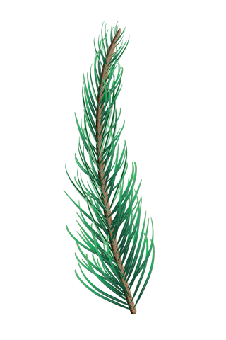 Detailed Green Fir Tree Branch Isolated on Transparent Background - Download Free Stock Videos Pikwizard.com