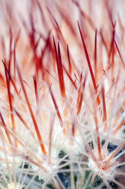 Close-up photograph showing the spines of a cactus with a soft focus background, emphasizing the texture and sharpness of the thorns. This visual can be used for nature and botanical themes, highlighting the survival adaptations of desert plants, or for backgrounds, banners, and screensavers in digital design projects.
