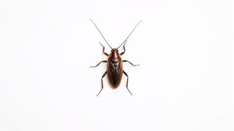 Close-up of a Brown Cockroach on White Background