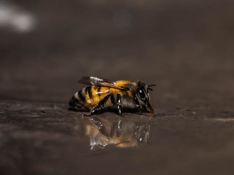 Honeybee sip moment in macro photography