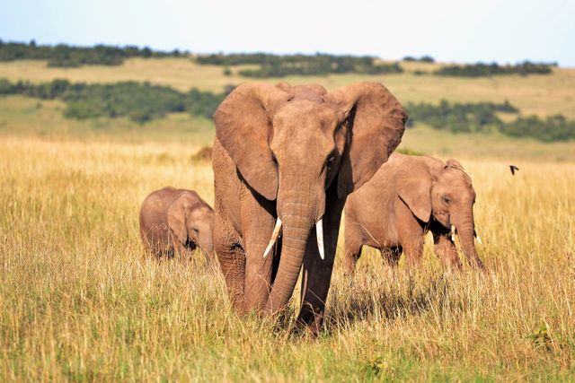 Animals elephant elephants kenya - Download Free Stock Photos Pikwizard.com