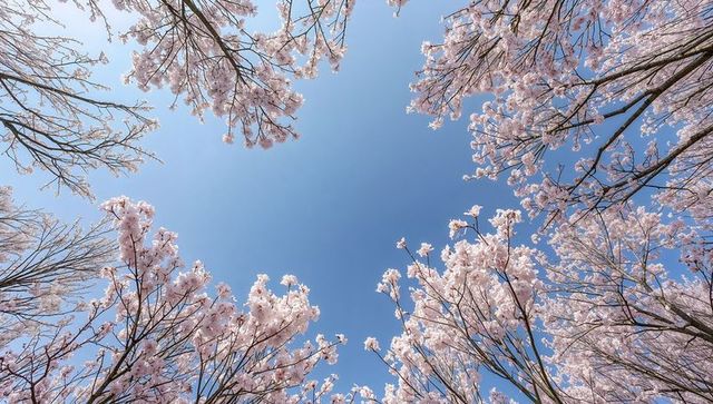 Framing cherry blossom canopy around circular blue sky gap, pale pink blossoms blooming