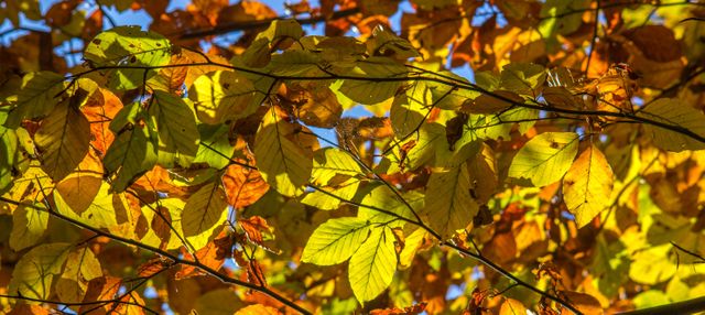 Golden and orange autumn leaves illuminated by sunlight from behind, showcasing vivid fall colors. Suitable for seasonal decorations, nature-themed content, and background images for websites or presentations.