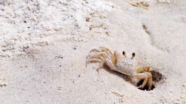 Ghost crab emerging from its sandy burrow on a coastal beach, blending with the surroundings. This visual captures coastal wildlife, perfect for educational materials on marine life, beach-themed projects, or nature photography collections. Ideal for promoting coastal tourism and marine conservation awareness.