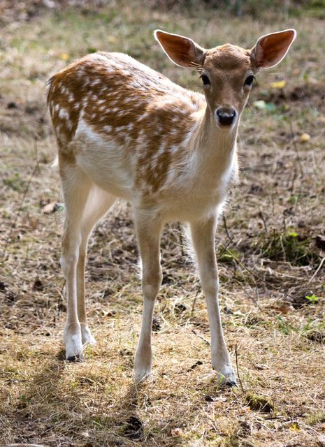 Beautiful young fawn standing on forest floor in natural wilderness. Ideal for use in nature magazines, wildlife blogs, educational materials regarding forest animals, and environmental awareness campaigns.