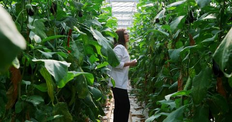Agricultural Specialist Analyzing Greenhouse Plant Growth