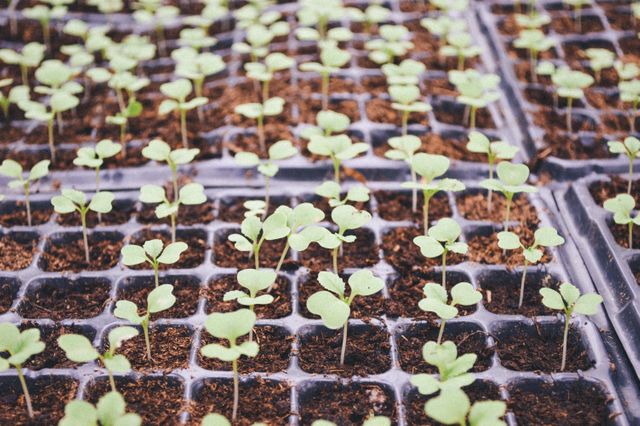 This image shows the close-up view of numerous young plants growing in organized seedling trays filled with soil. Ideal for illustrating agricultural concepts, gardening tips, planting guides, or eco-friendly practices. Perfect for use in blogs, magazines, or educational materials focused on farming, sustainability, and organic growth.