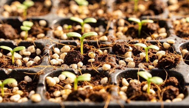 Green seedlings sprouting in seed tray with perlite and coconut coir for propagation, home gardening