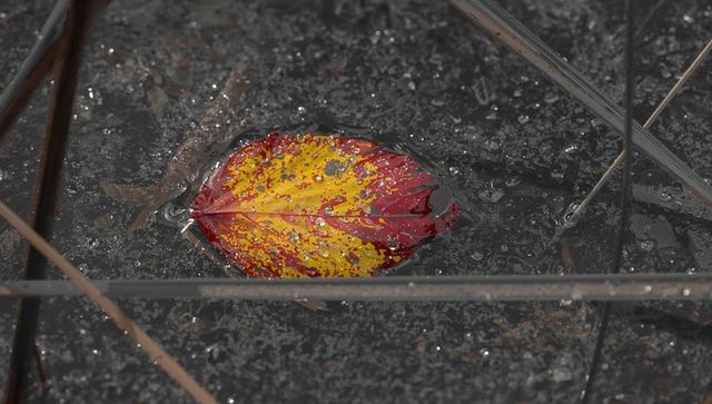 Bicolor red and yellow autumn leaf floating on rain-speckled pond with reeds and droplets