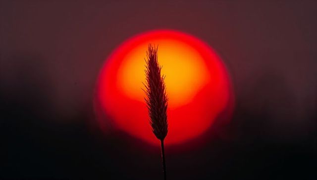 Single grass stalk silhouetting against fiery sunrise disk, minimal bokeh dawn