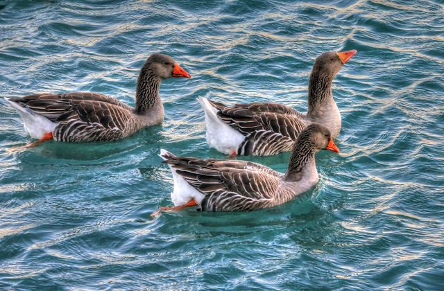 Three greylag geese are gracefully gliding across rippling water. They are floating close to each other in a tranquil ambiance, showcasing their natural plumage and distinctive orange beaks. This scene is ideal for use in nature-themed projects, wildlife conservation materials, environments emphasizing tranquility and peace, and educational subject matter on bird species or aquatic ecosystems.
