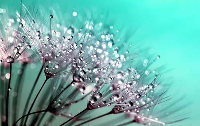 Close-up showing dandelion seeds covered in dew drops against a soft turquoise background. Ideal for background use in nature-themed designs, marketing materials, and inspirational or meditative projects.
