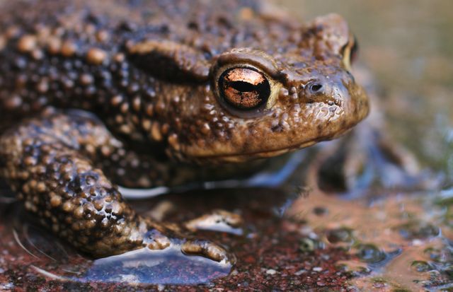 Macro Shot of Toad Sitting on Wet Surface with Detailed Skin Texture - Download Free Stock Photos Pikwizard.com