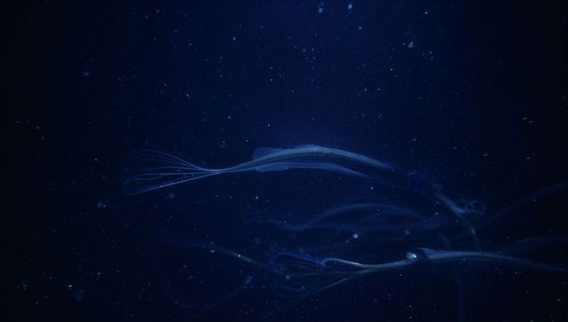 Glowing ribbon-shaped deep-sea creature drifting with bioluminescent trailing tentacles