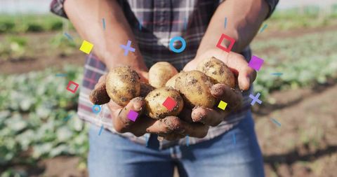 Farmer holding fresh potatoes with dirty hands in sunlit field with colorful overlays