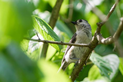 Titmouse bird posing on tree branch among lush greenery