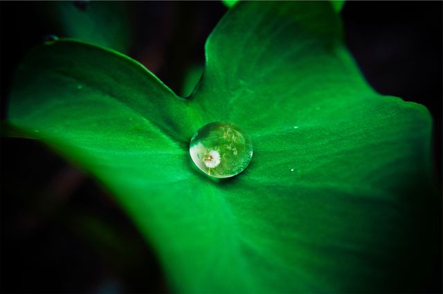 This image captures a close-up view of a single water droplet resting on a green leaf. Light reflections in the water droplet create a sparkling effect, enhancing the fresh, natural appearance. Ideal for use in environmental campaigns, wellness and spa promotions, nature-related blogs, or as calming background imagery for presentations and digital content.