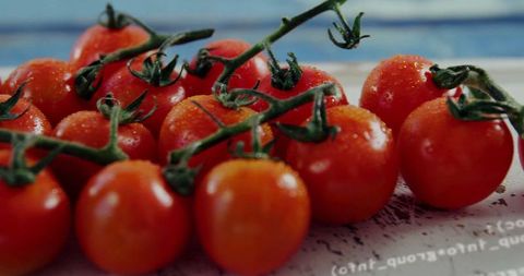 Fresh Vine Ripened Tomatoes with Water Droplets Gleaming in Natural Light