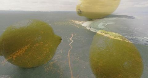 Surrealism Meets Nature in Citrus Dreamscape