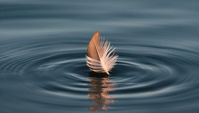 Light brown feather floating upright on calm water with circular ripples and reflection